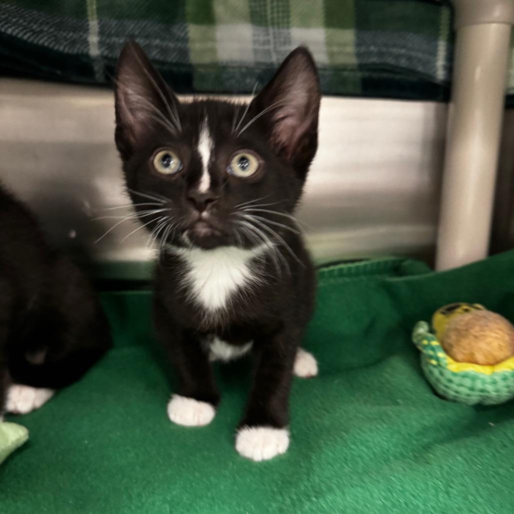 Pepe, a Adoptable Domestic Short Hair in Keizer, OR image 1/3
