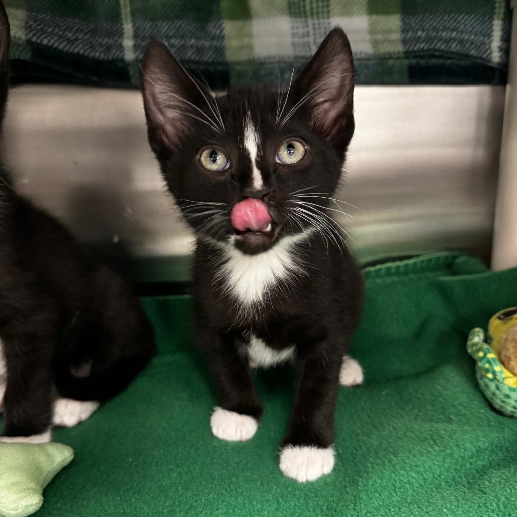 Pepe, a Adoptable Domestic Short Hair in Keizer, OR image 2/3