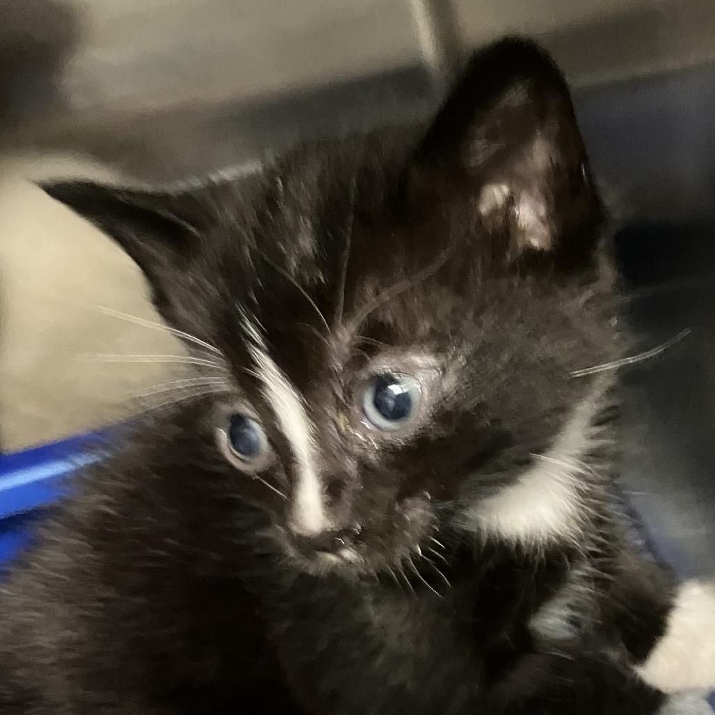 Pepe, a Adoptable Domestic Short Hair in Keizer, OR image 3/3