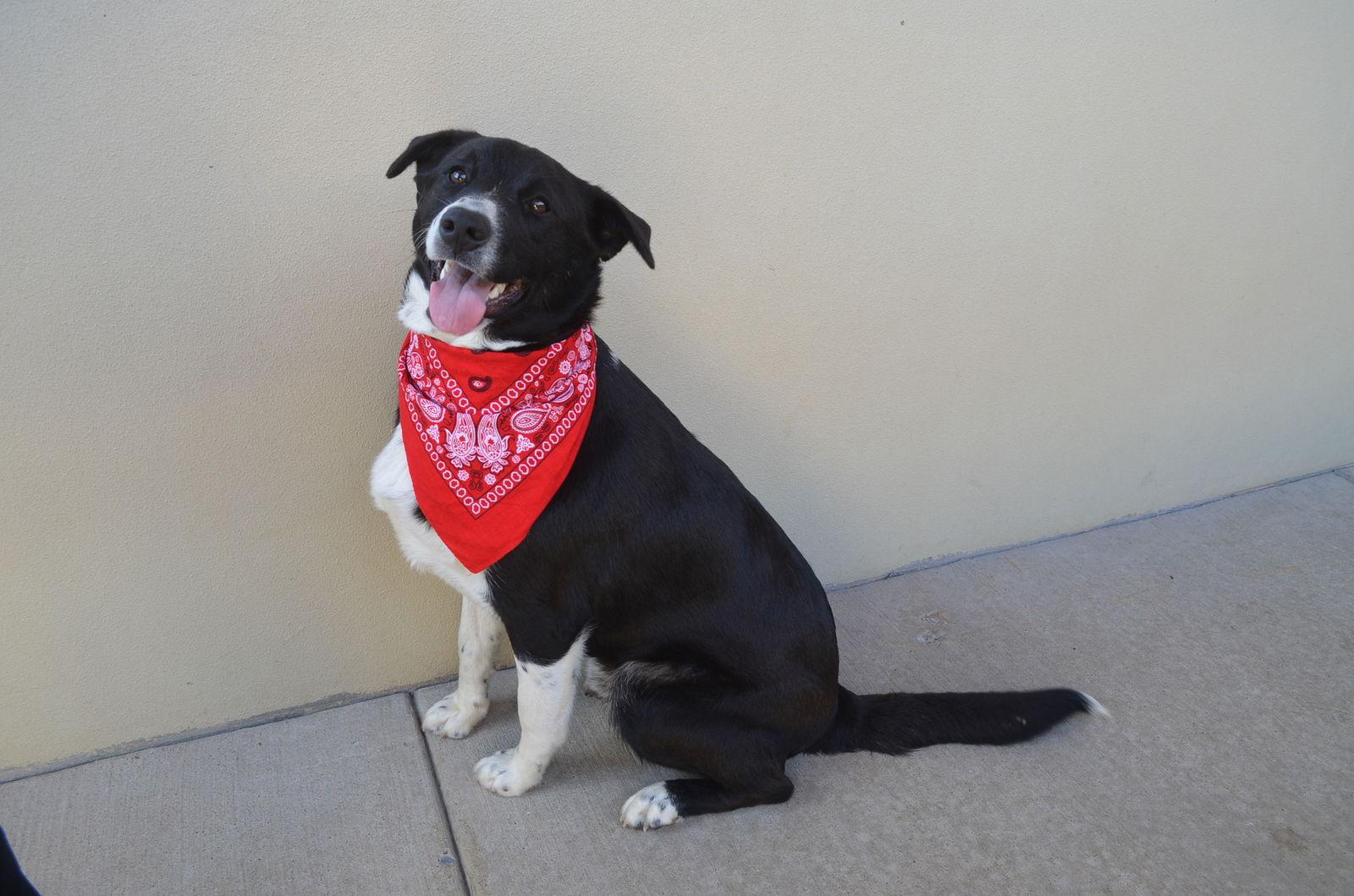 Tootsie, Adoptable, Young Male Border Collie.