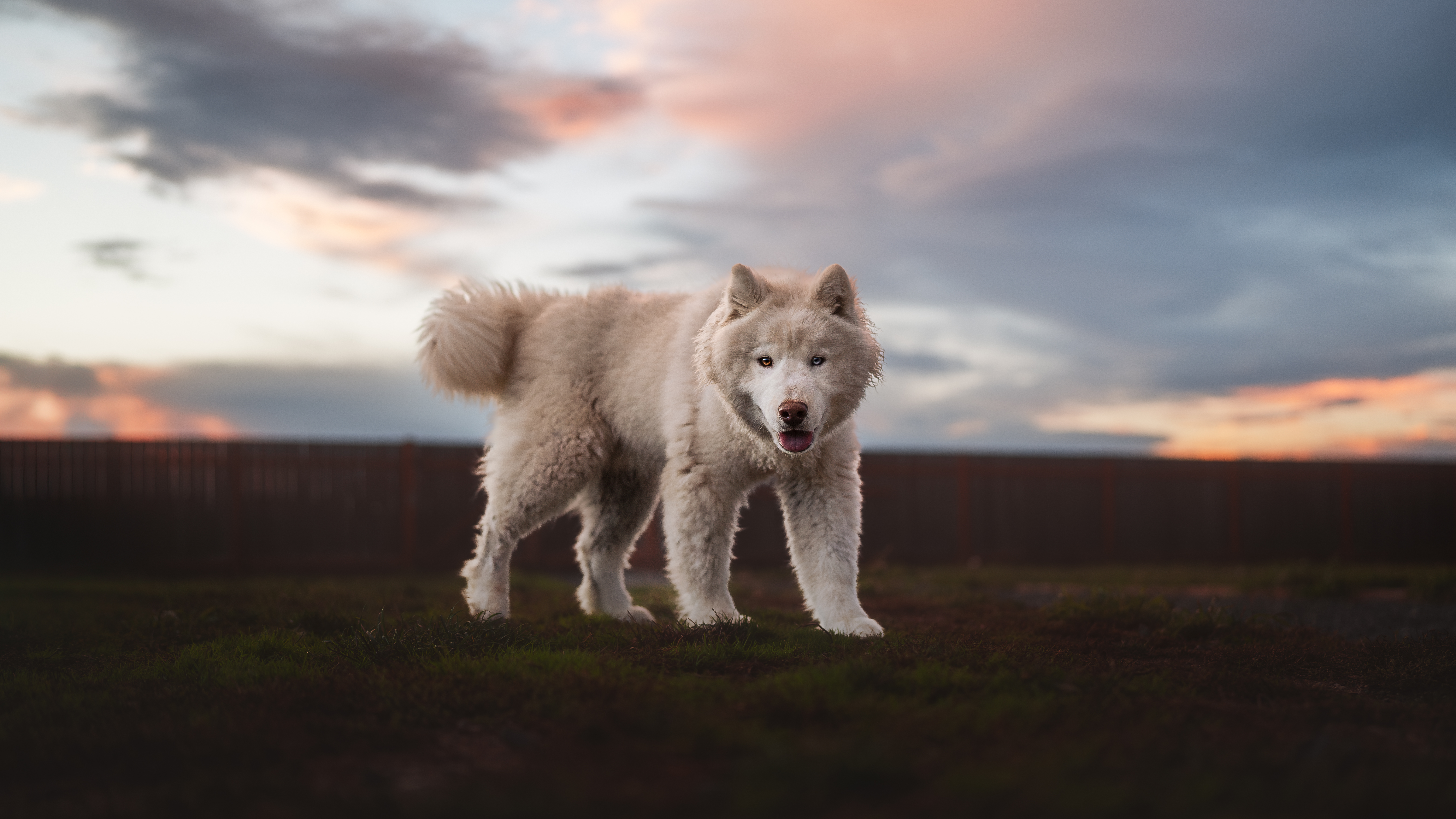 Niko photo 1