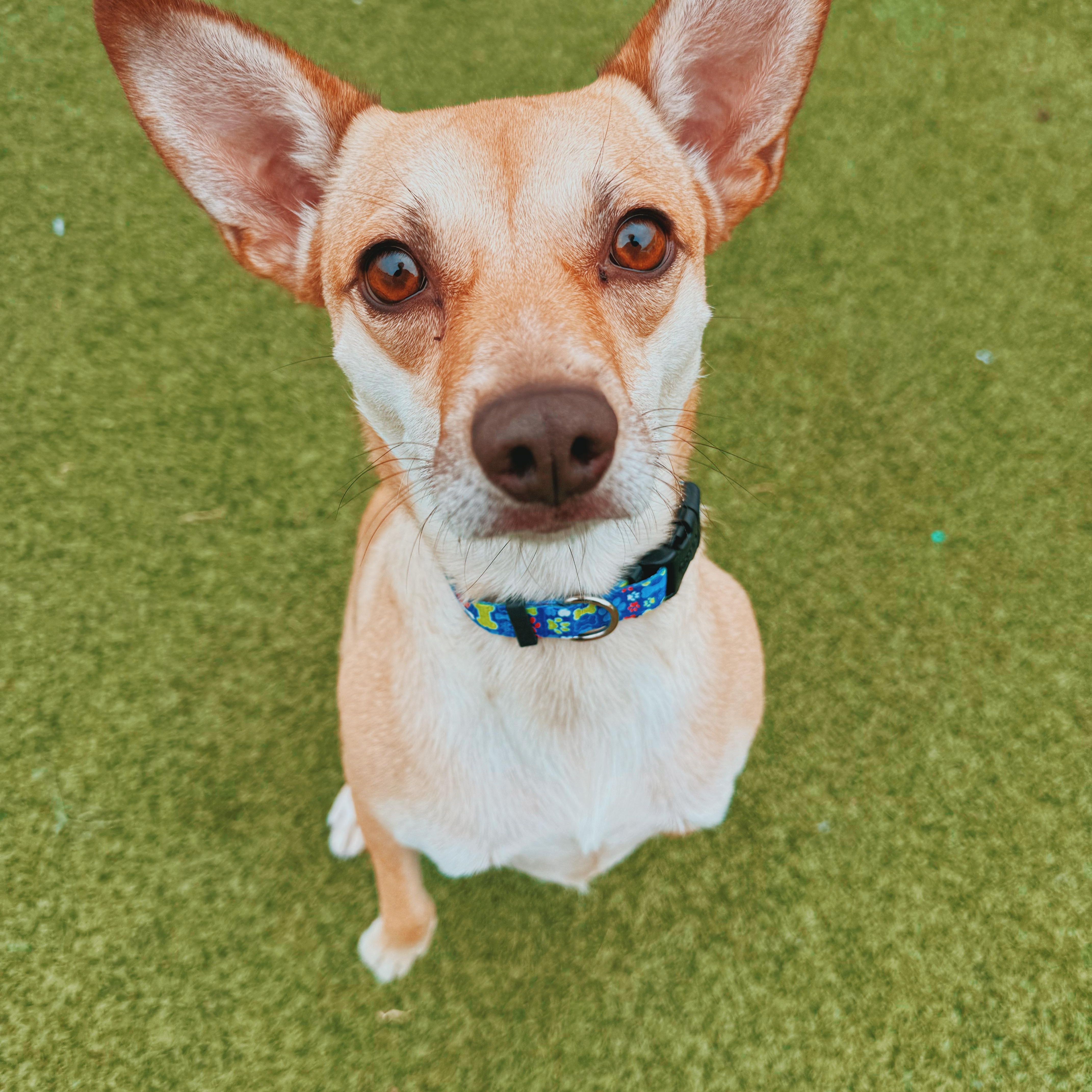 Enlarge Sunflower, a Adoptable mixed breed in Hays, KS image 1/6
