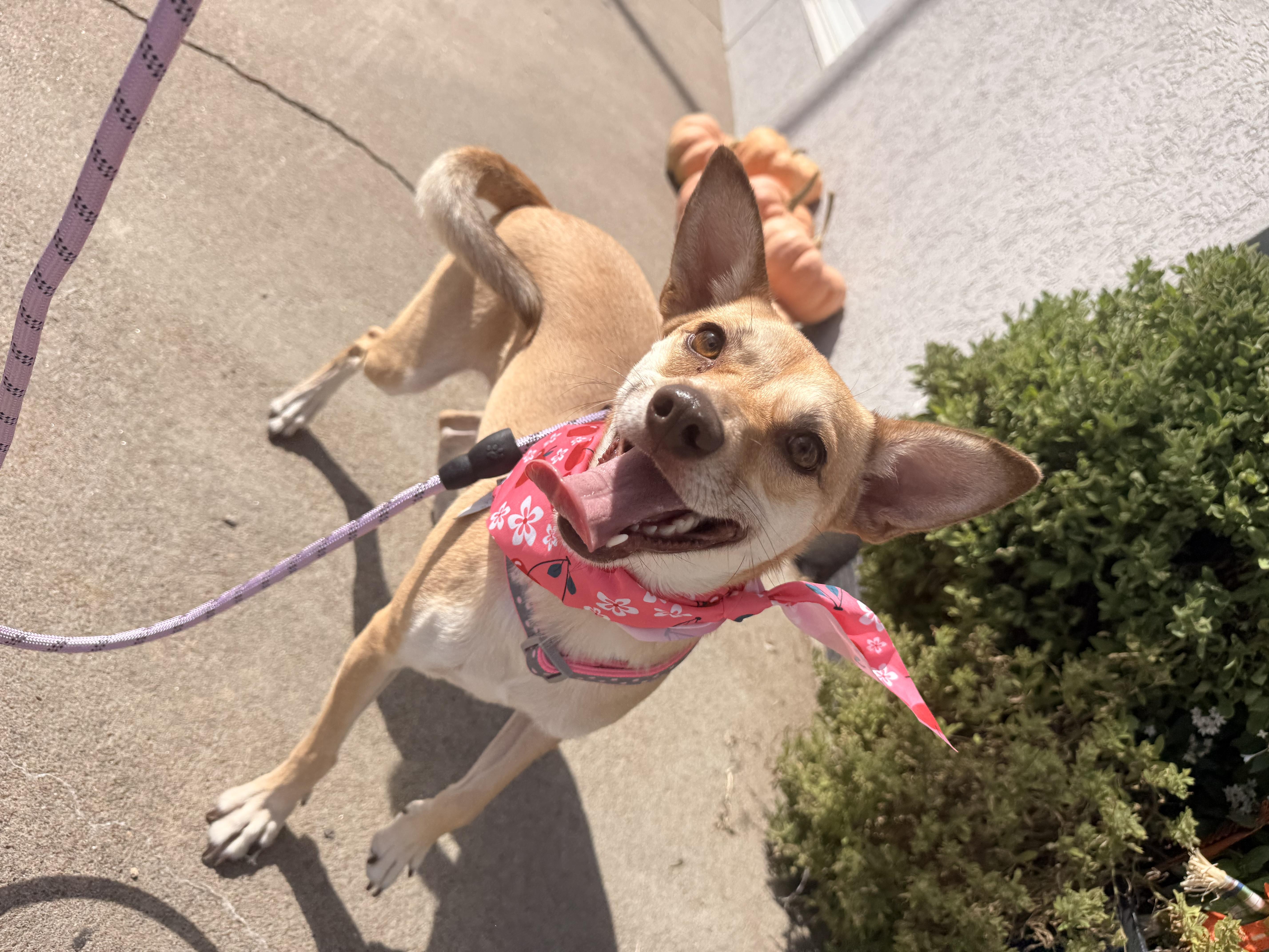 Enlarge Sunflower, a Adoptable mixed breed in Hays, KS image 4/6