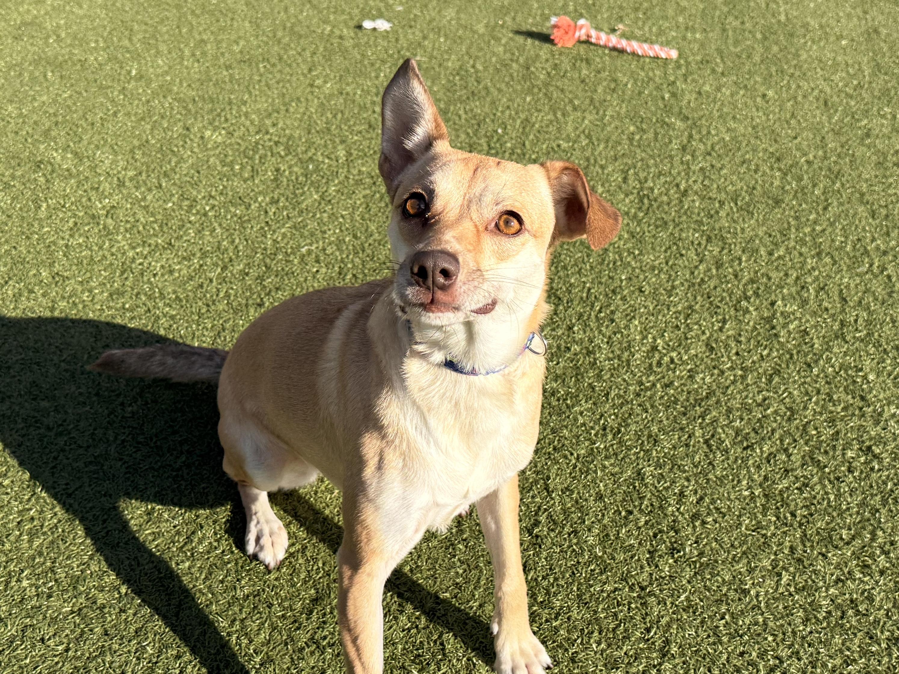 Enlarge Sunflower, a Adoptable mixed breed in Hays, KS image 5/6