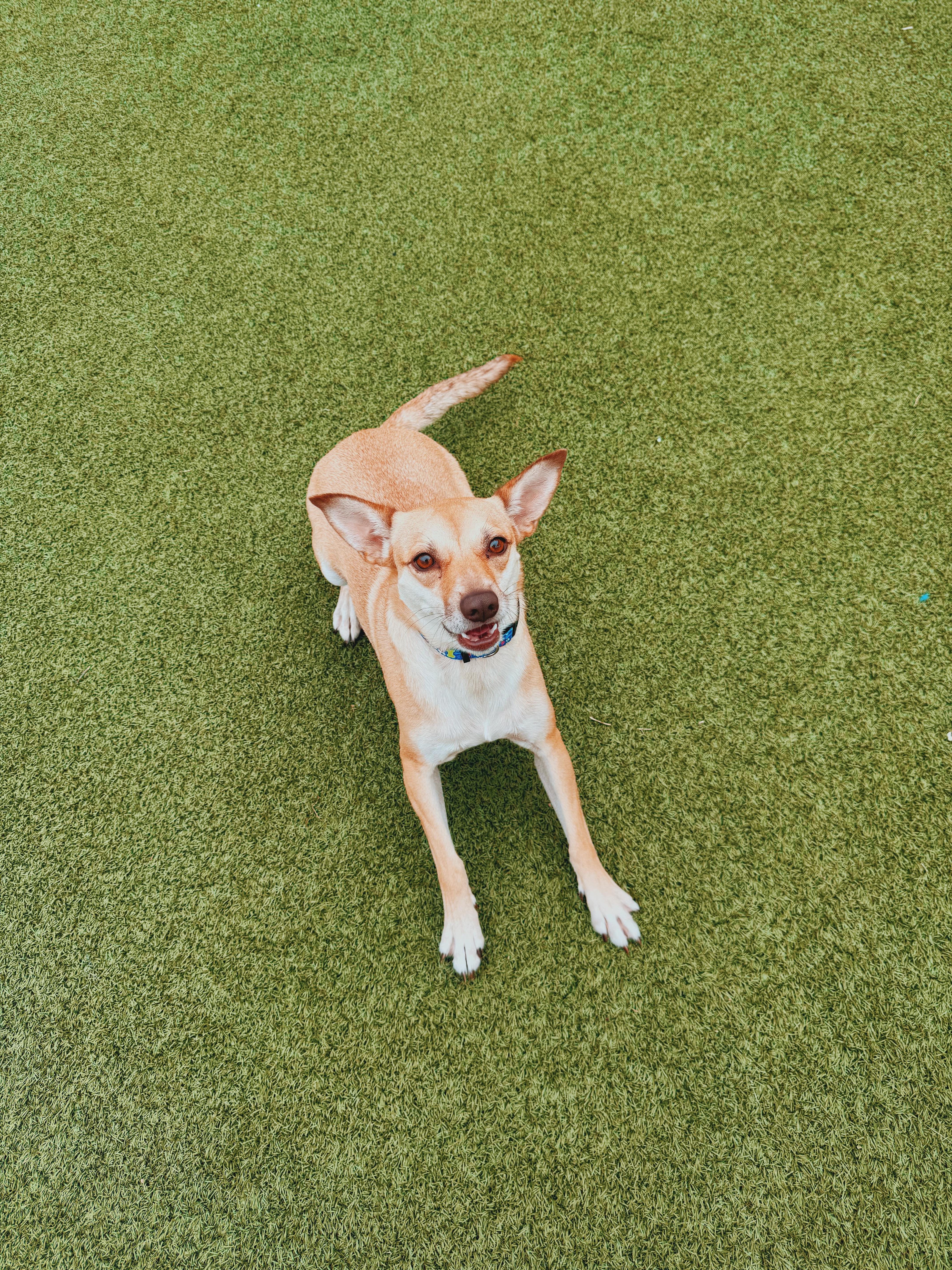 Enlarge Sunflower, a Adoptable mixed breed in Hays, KS image 3/6