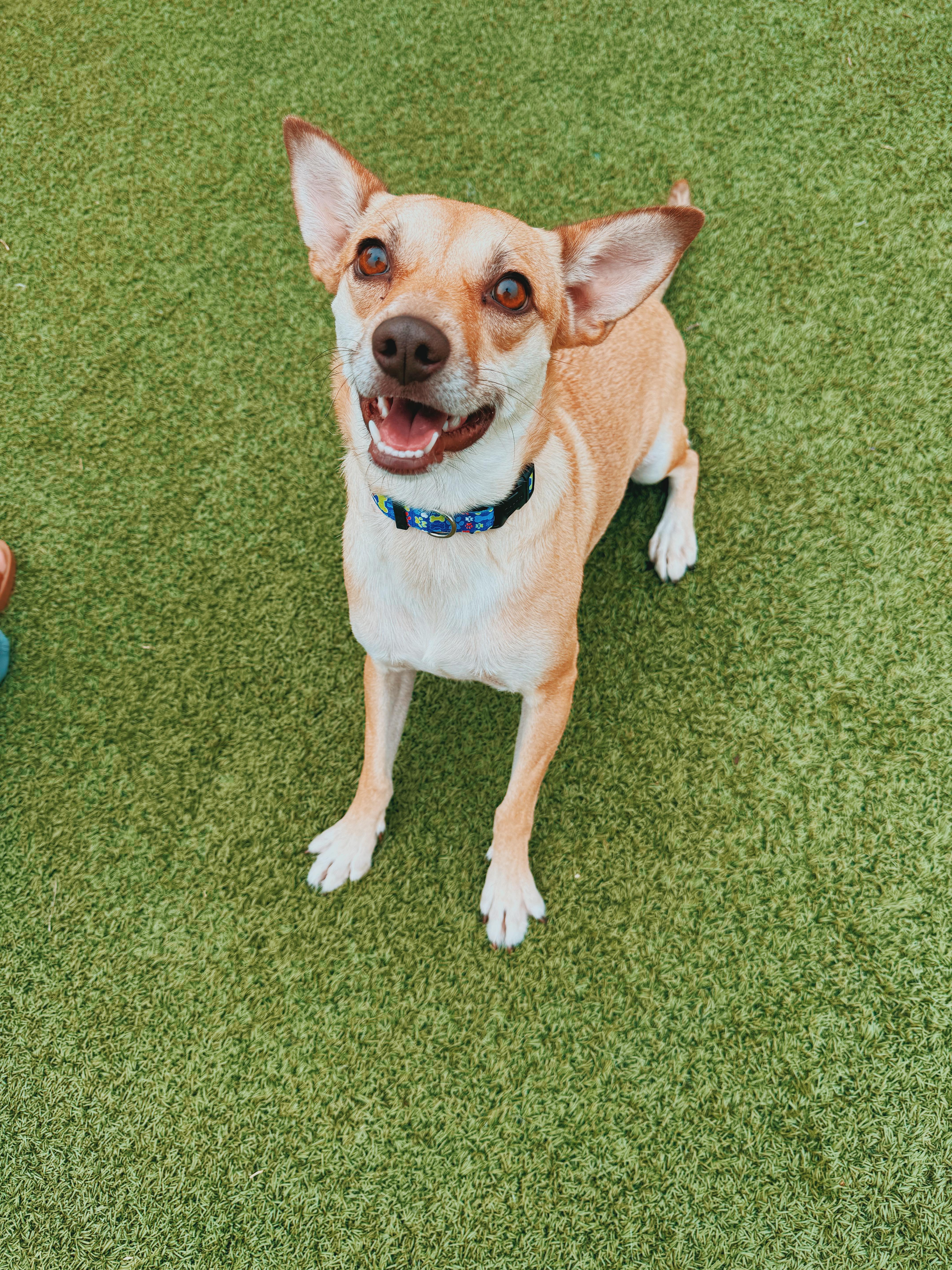 Enlarge Sunflower, a Adoptable mixed breed in Hays, KS image 2/6