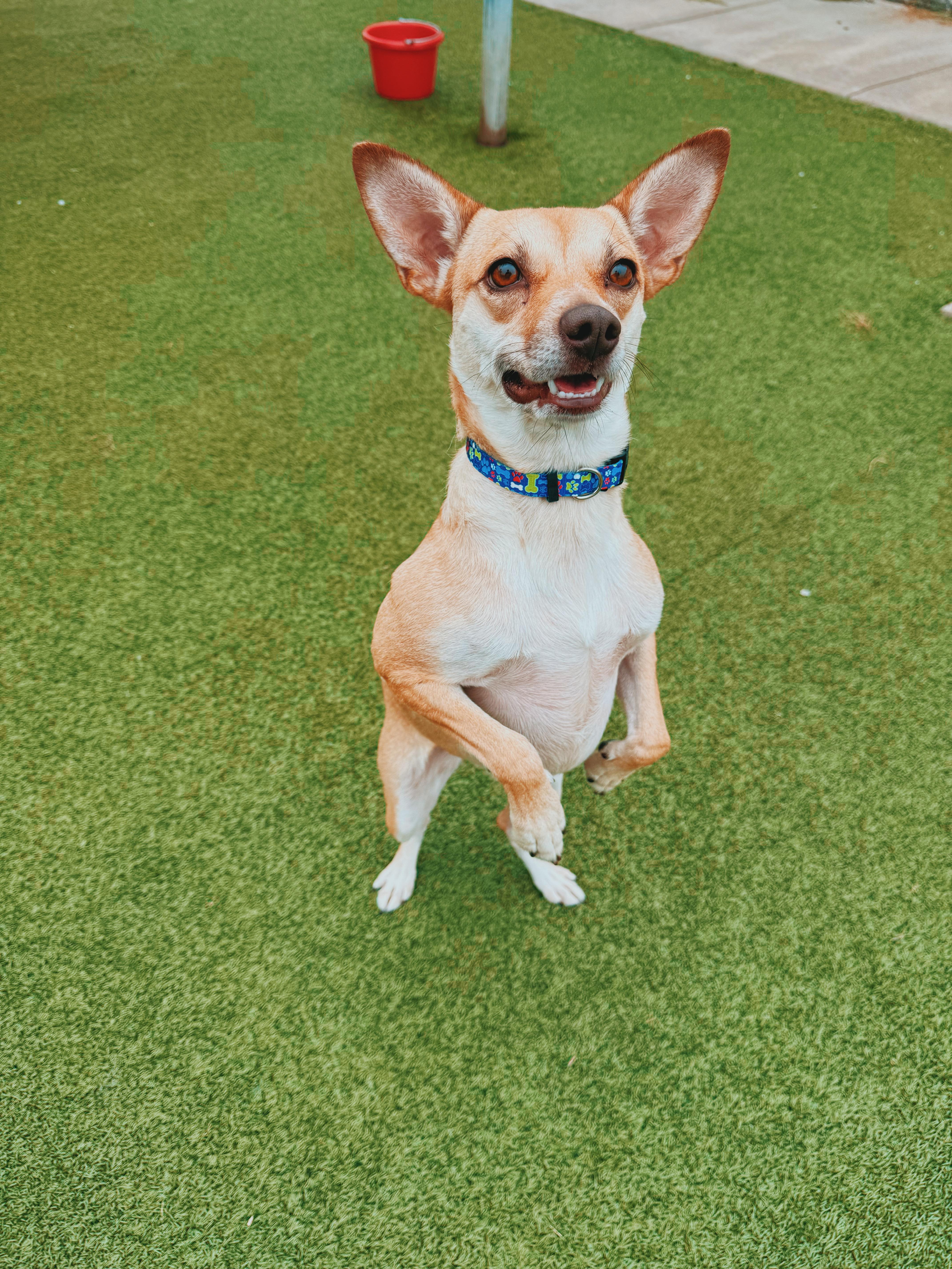 Enlarge Sunflower, a Adoptable mixed breed in Hays, KS image 4/6