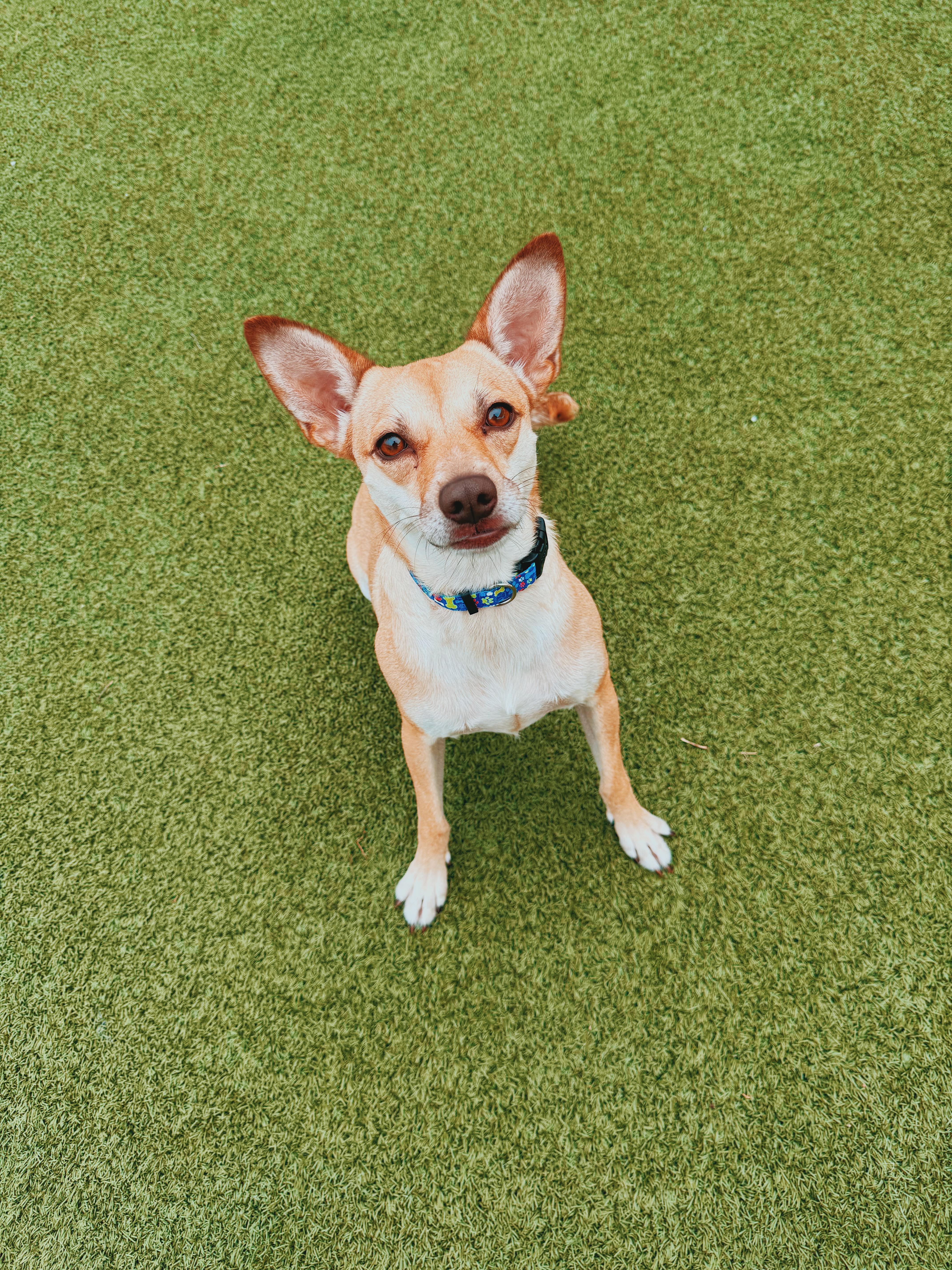 Enlarge Sunflower, a Adoptable mixed breed in Hays, KS image 6/6