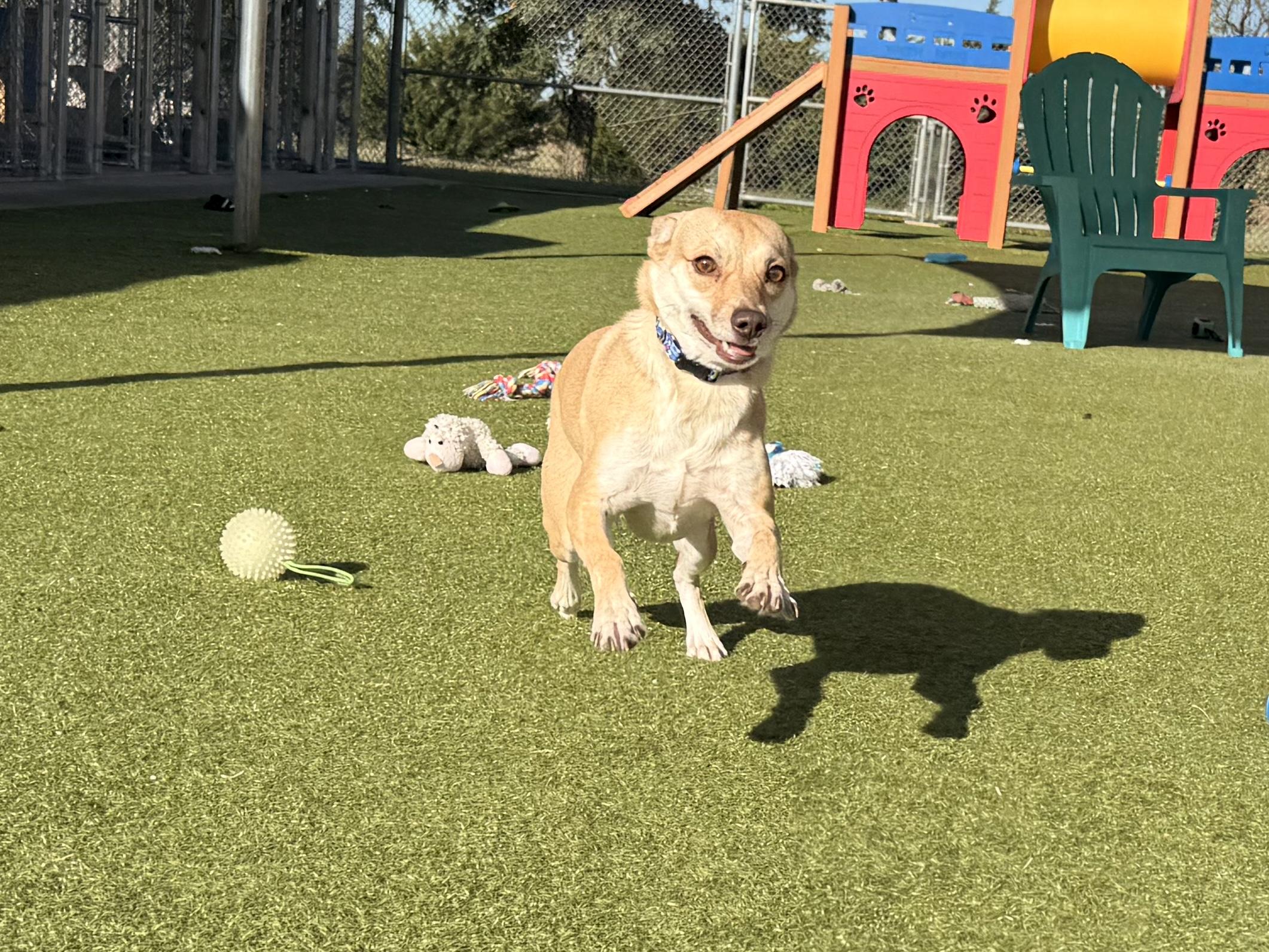 Enlarge Sunflower, a Adoptable mixed breed in Hays, KS image 6/6