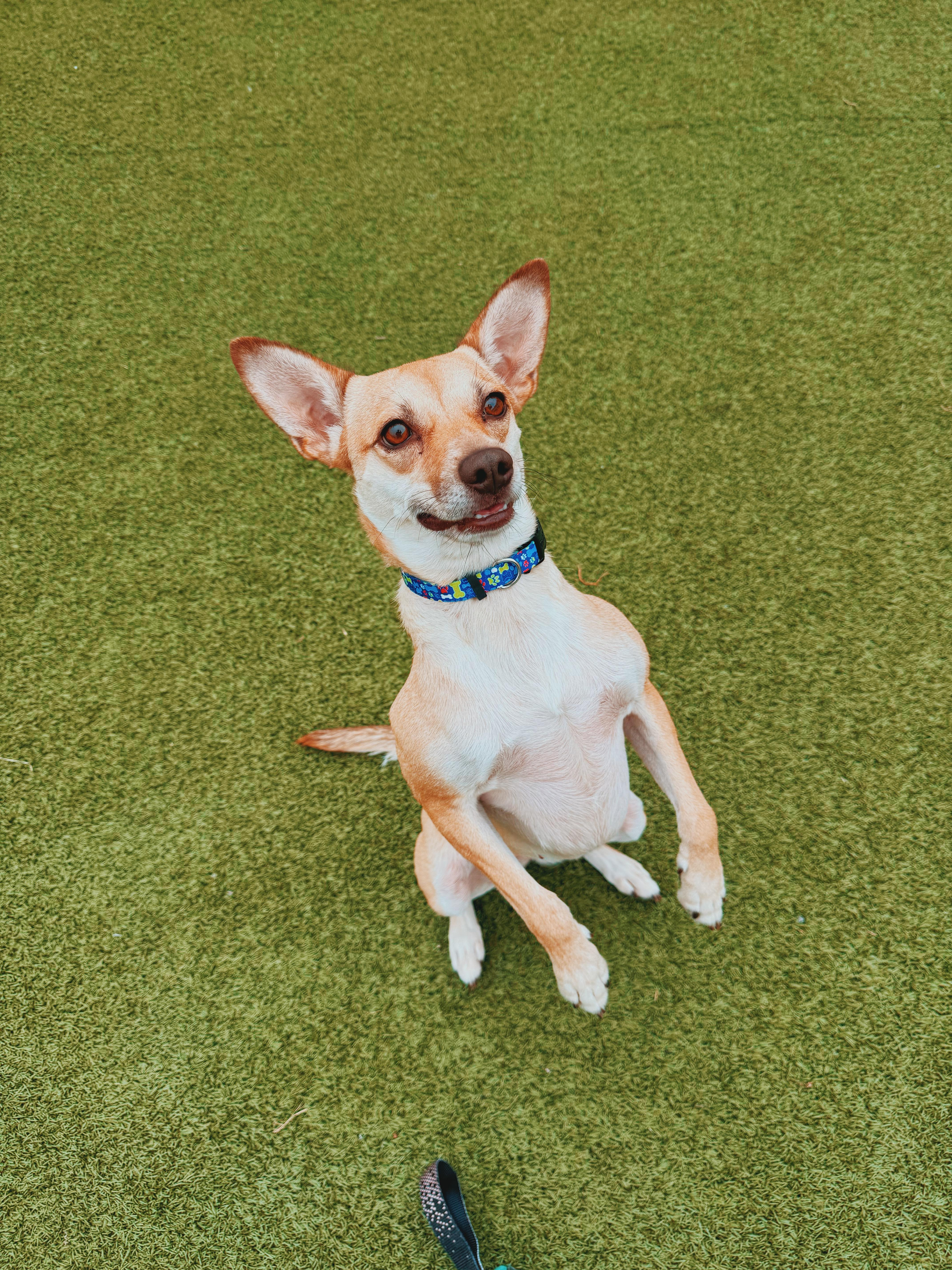 Enlarge Sunflower, a Adoptable mixed breed in Hays, KS image 5/6
