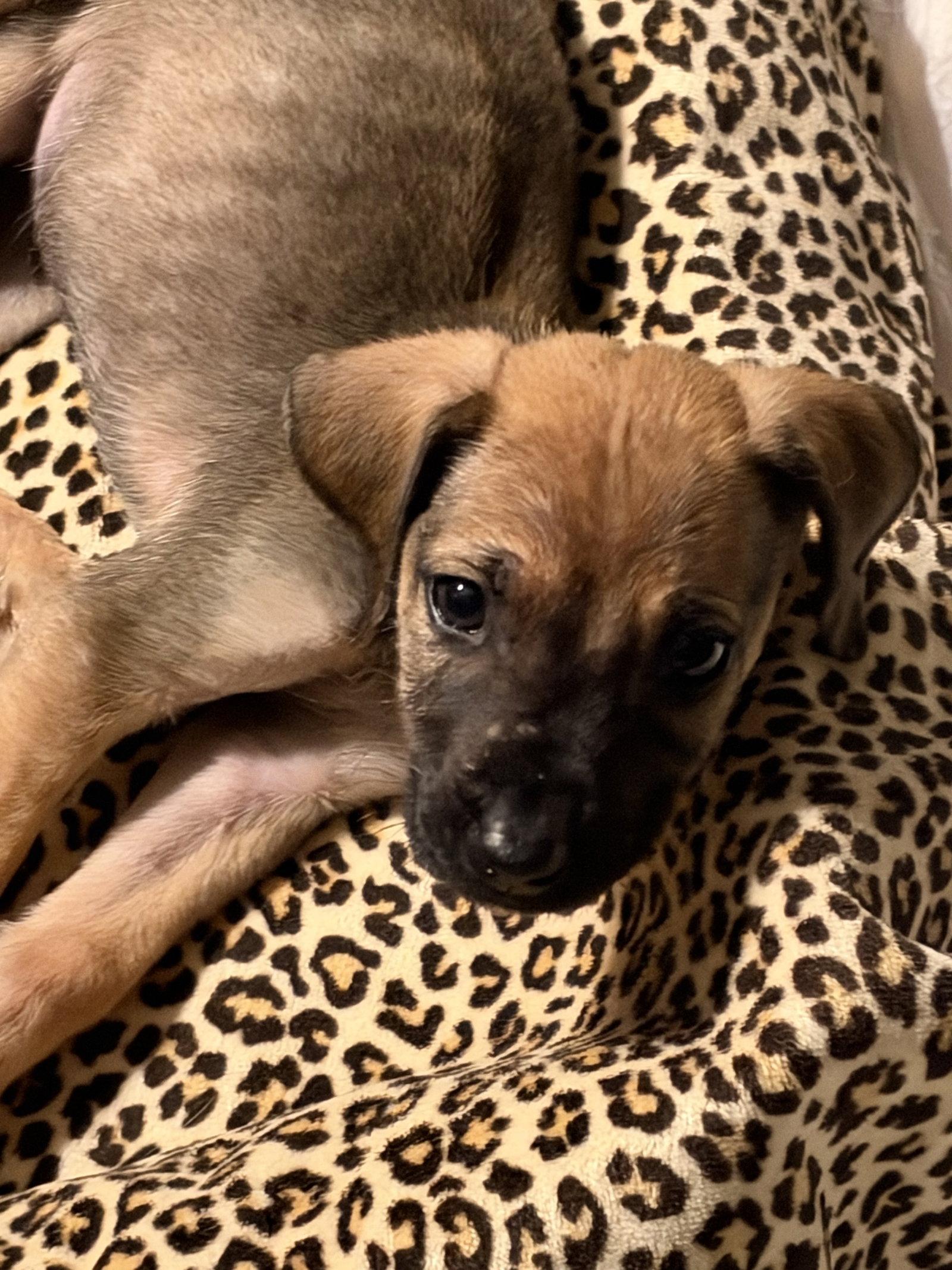 Enlarge Shaggy, a Adoptable Feist in Newport, KY image 1/1