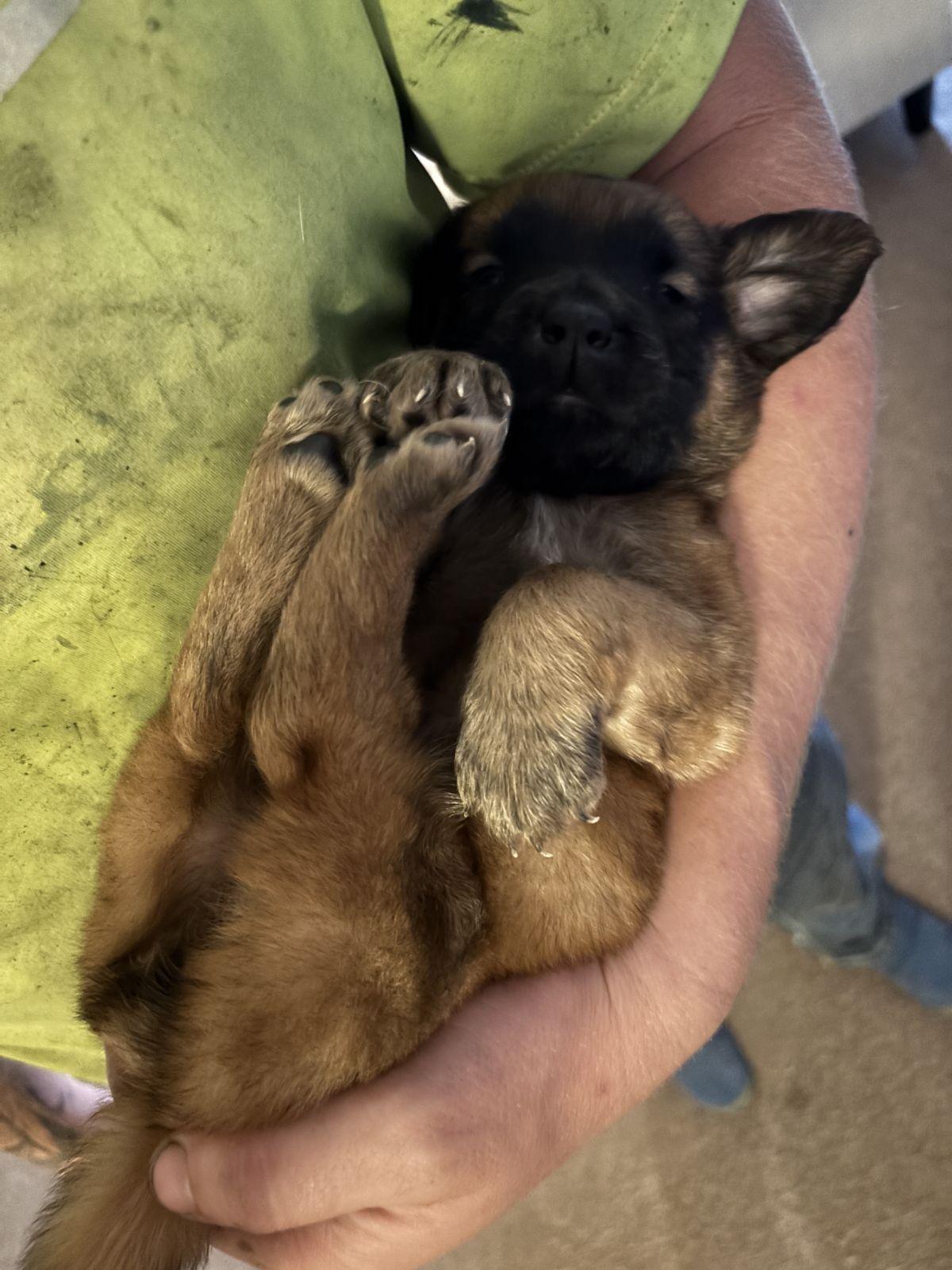 Godiva, an adopted mixed breed in Luling, TX image 3/4