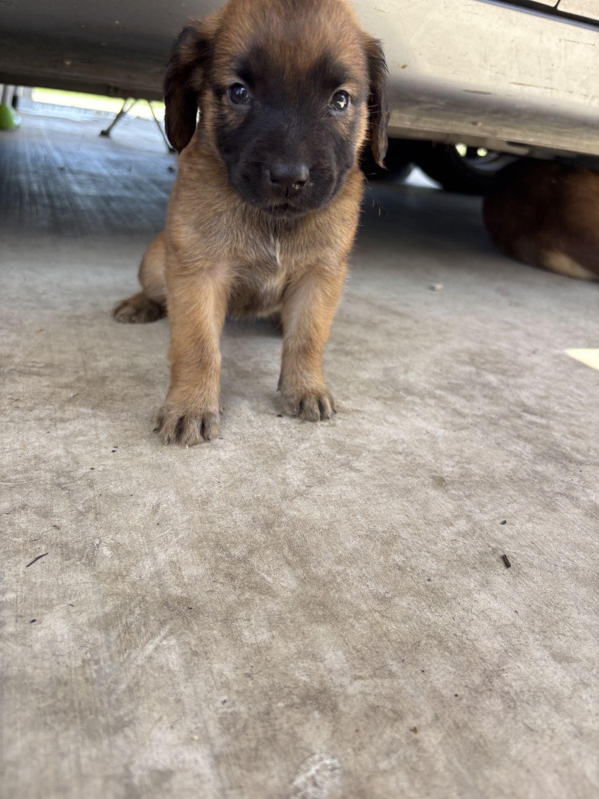 Godiva, an adopted mixed breed in Luling, TX image 2/4