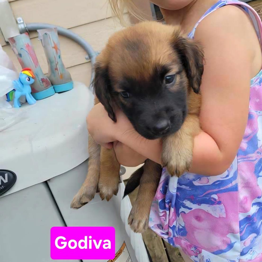 Godiva, an adopted mixed breed in Luling, TX image 4/4
