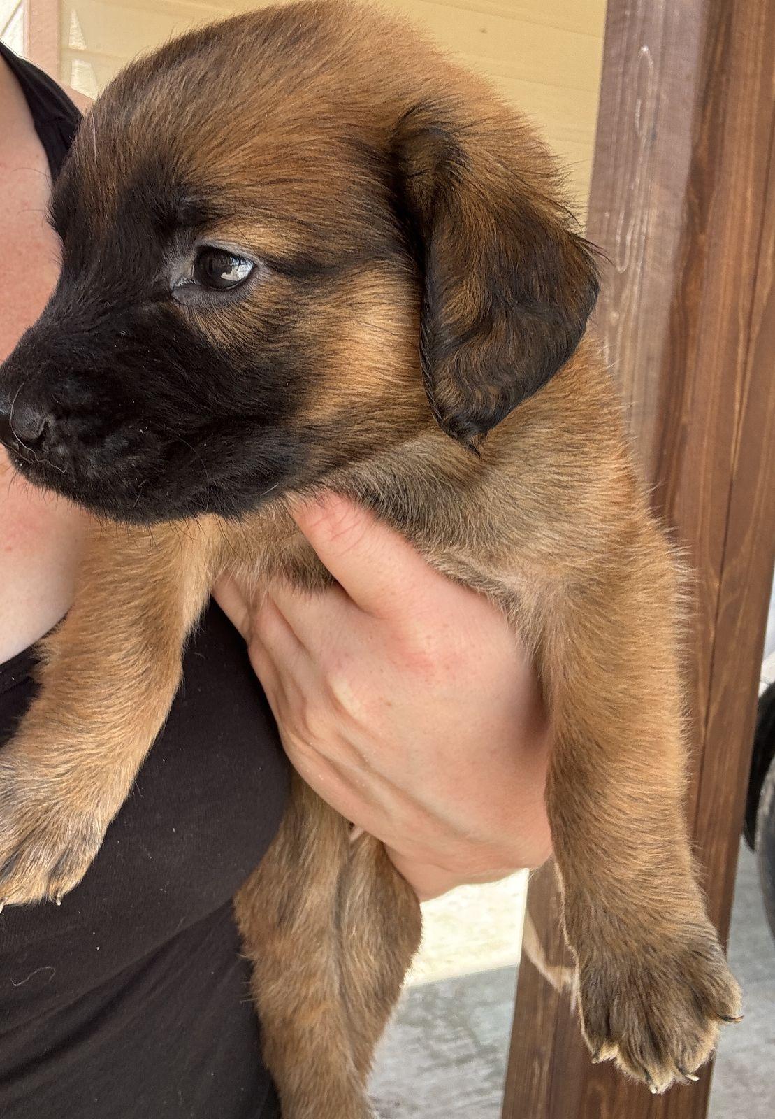 Godiva, an adopted mixed breed in Luling, TX image 1/4