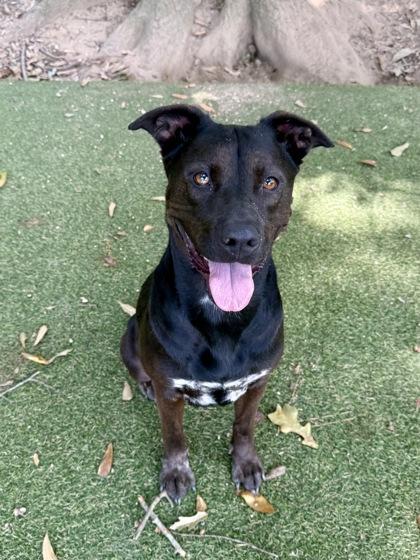 Medusa, Adoptable, Young Female Labrador Retriever & Mixed Breed.