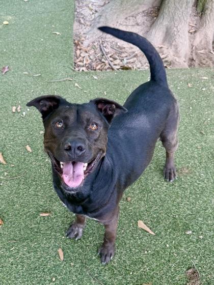 Enlarge Medusa, a Adoptable mixed breed in Picayune, MS image 2/3