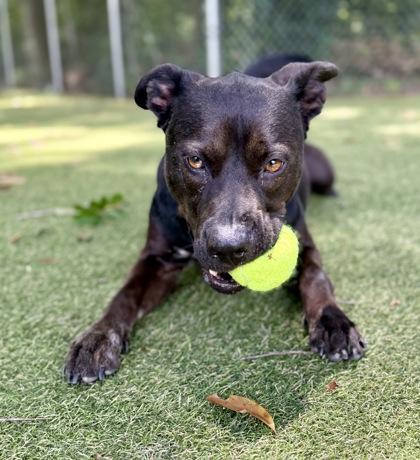 Enlarge Medusa, a Adoptable mixed breed in Picayune, MS image 3/3