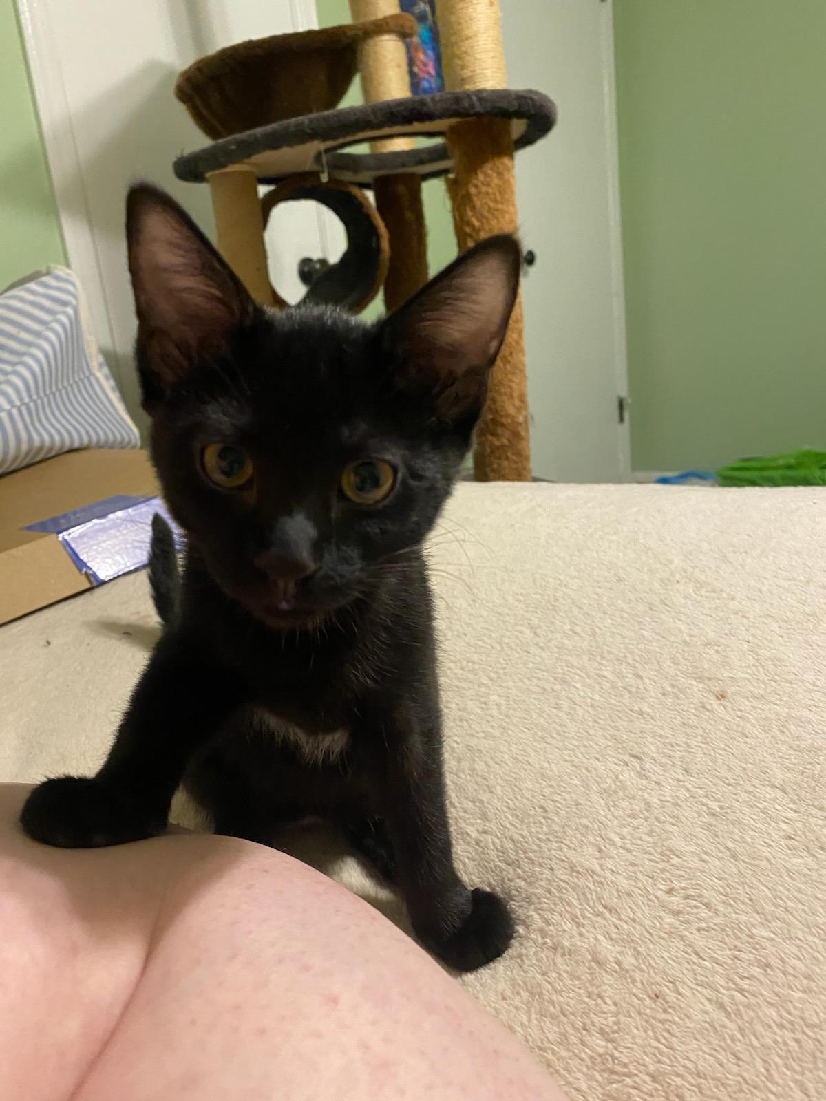 Pirate, Adoptable, Kitten Female Domestic Short Hair.