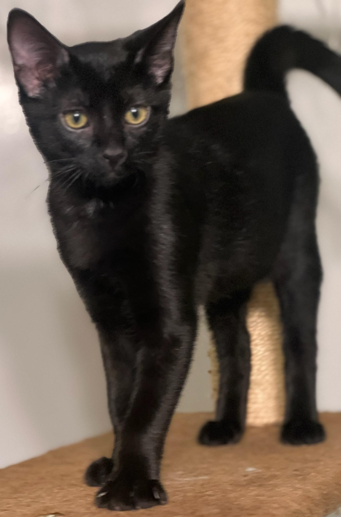 Pirate, a Adoptable Domestic Short Hair in Oklahoma City, OK image 2/2