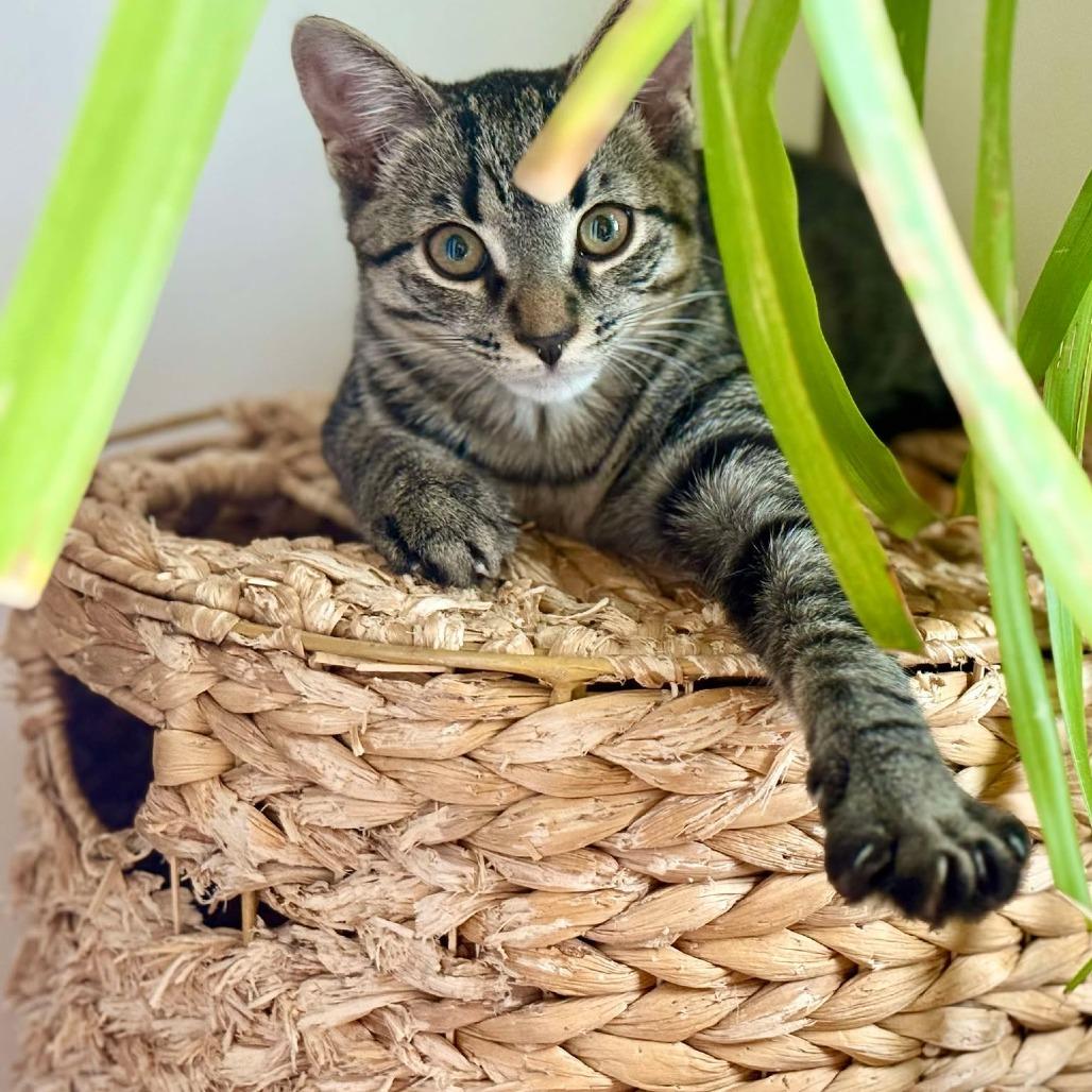 Precious Popham, Baby Male Domestic Short Hair