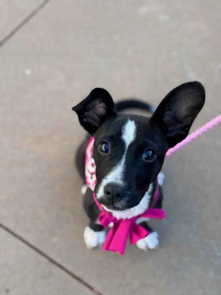 Nemo, an adoptable Chiweenie, Boston Terrier in Fair Oaks Ranch, TX, 78015 | Photo Image 3