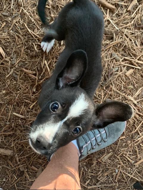 Nemo