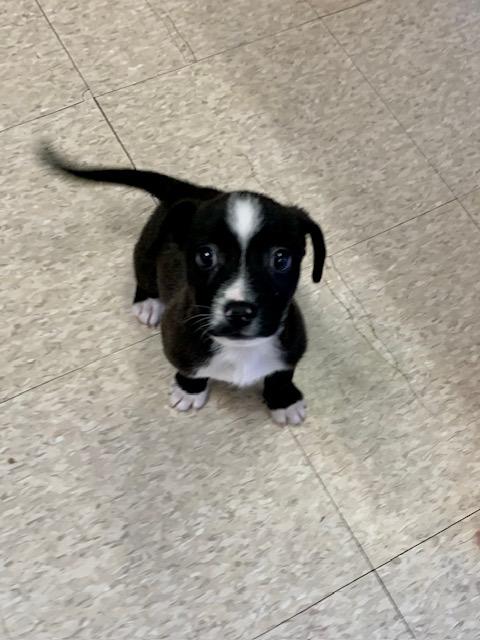 Nemo