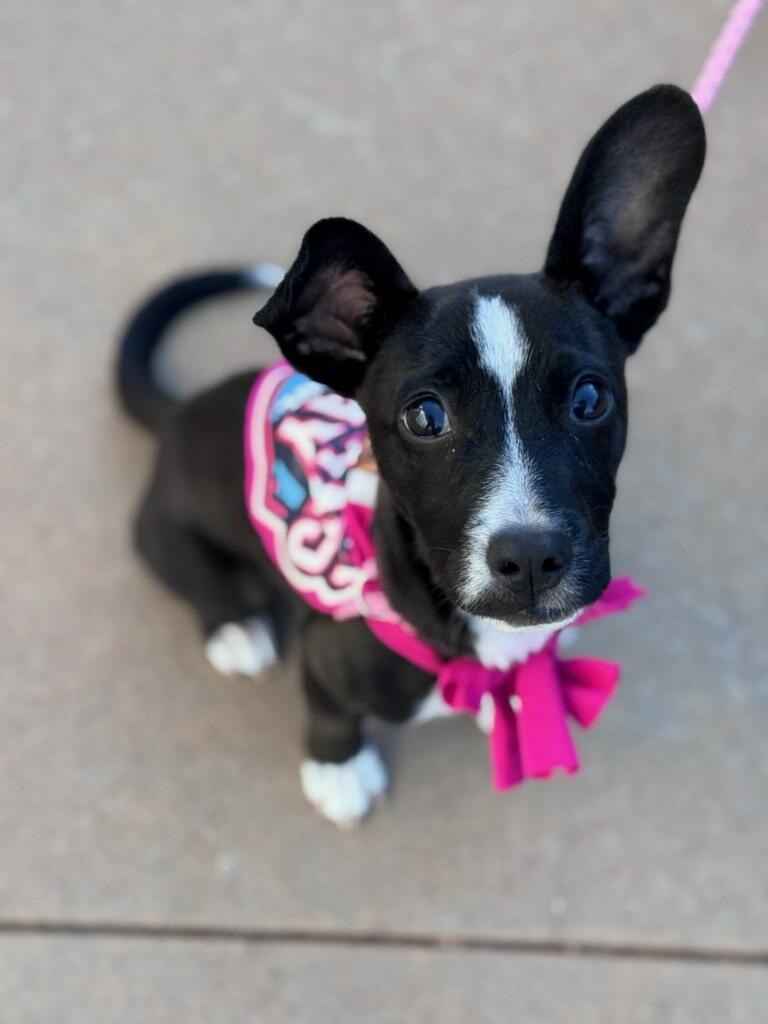 Nemo, an adoptable Chiweenie, Boston Terrier in Fair Oaks Ranch, TX, 78015 | Photo Image 1