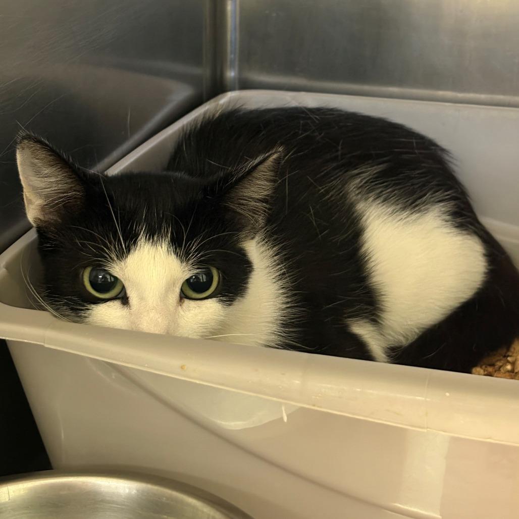 Enlarge Dream, a Adoptable Domestic Short Hair in Chehalis, WA image 1/2