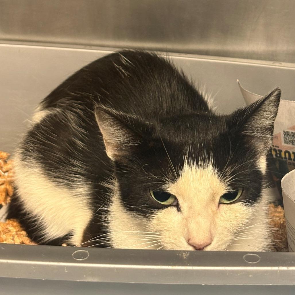 Enlarge Dream, a Adoptable Domestic Short Hair in Chehalis, WA image 2/2
