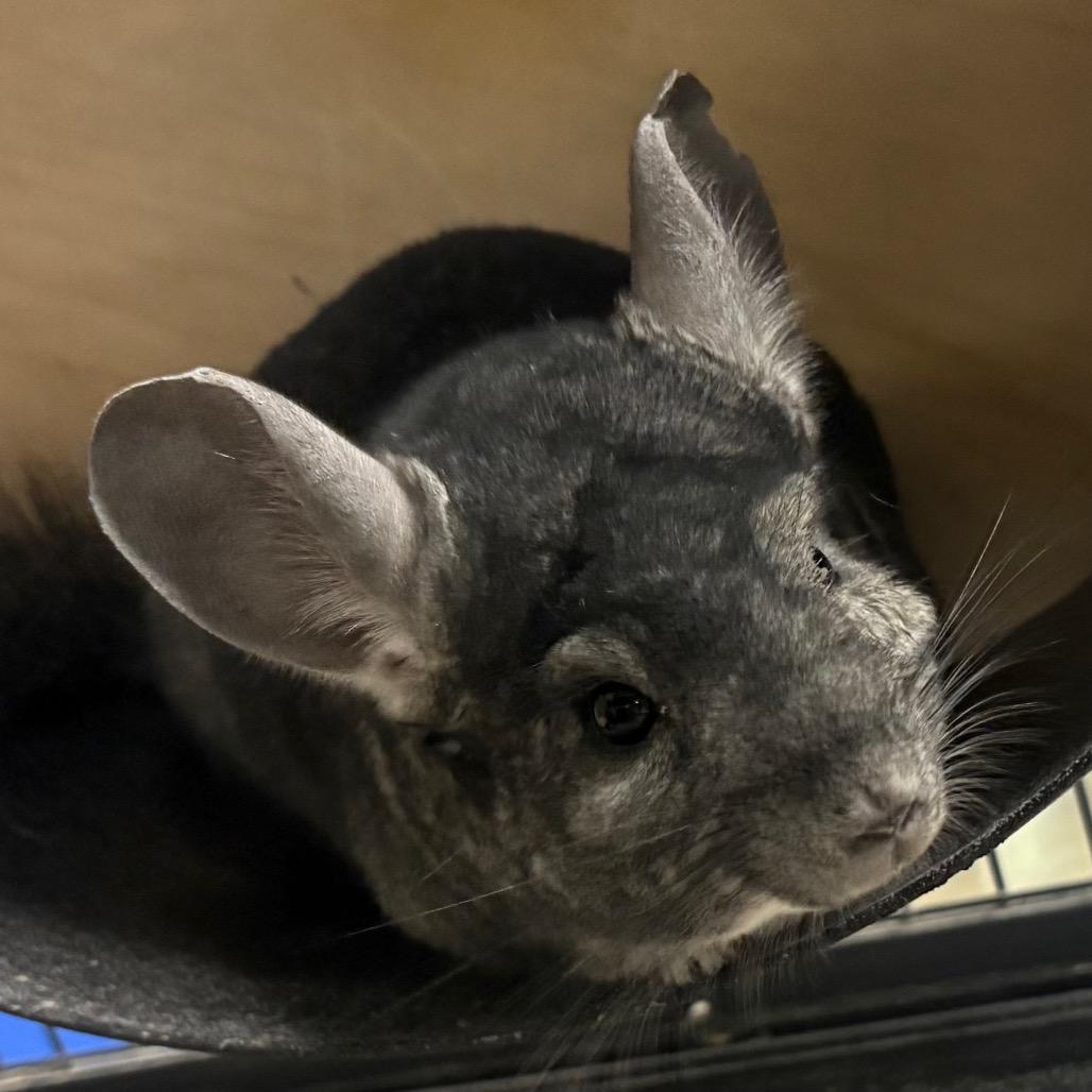 Tooka, Adoptable, Adult Male Chinchilla.