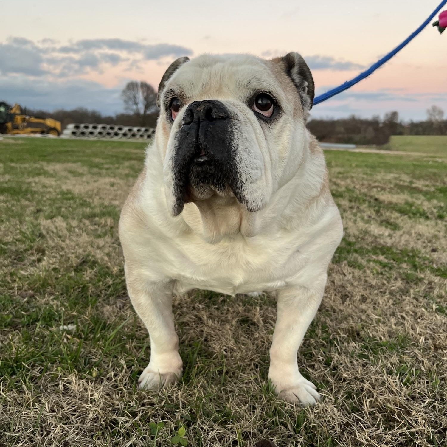 Enlarge Chonk, an adopted English Bulldog in Centerton, AR image 2/3