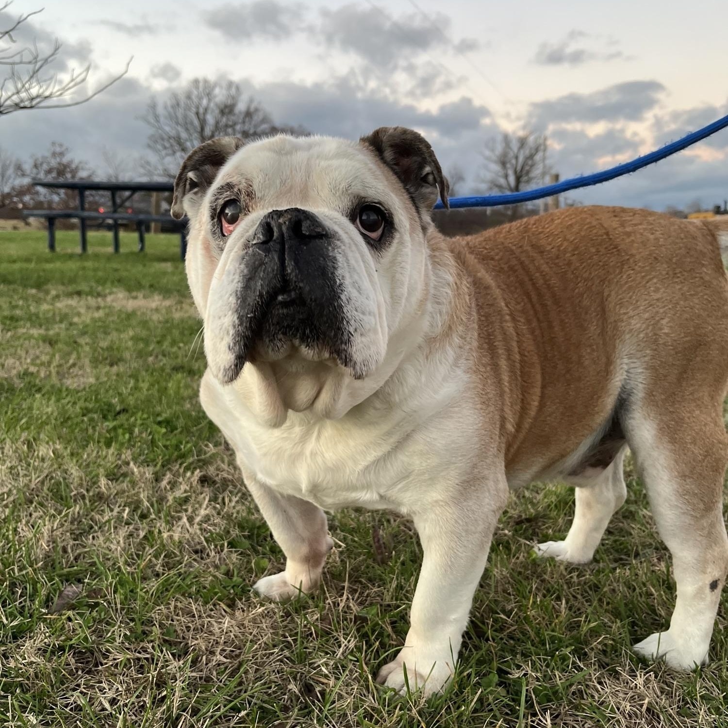 Enlarge Chonk, an adopted English Bulldog in Centerton, AR image 1/3