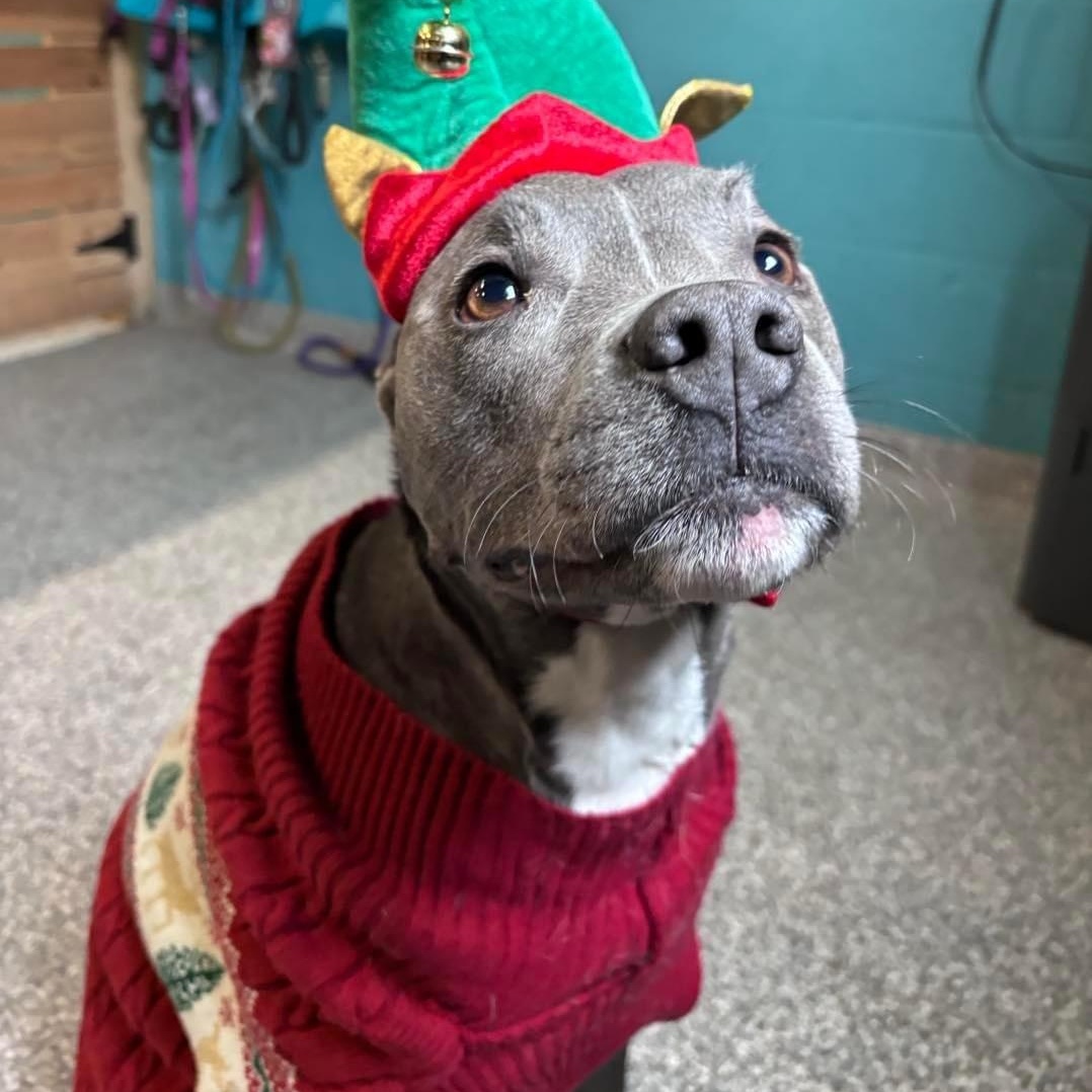 Ares, a Adoptable mixed breed in Columbus, OH image 4/4