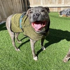 Ares, a Adoptable mixed breed in Columbus, OH image 2/4