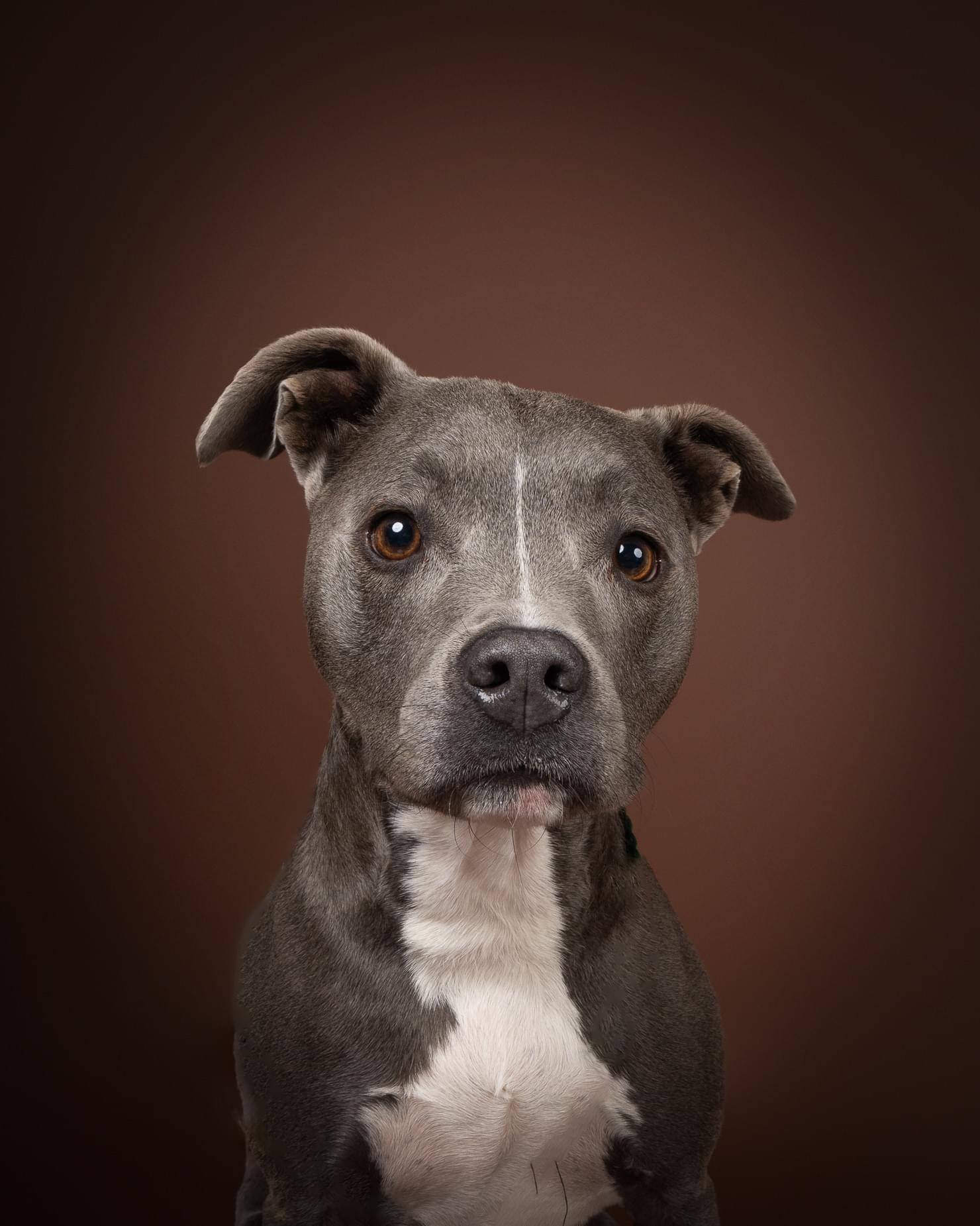 Ares, a Adoptable mixed breed in Columbus, OH image 1/4