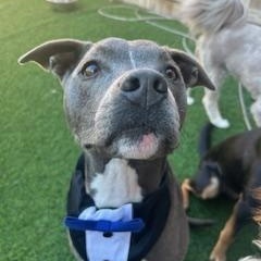 Ares, a Adoptable mixed breed in Columbus, OH image 3/4