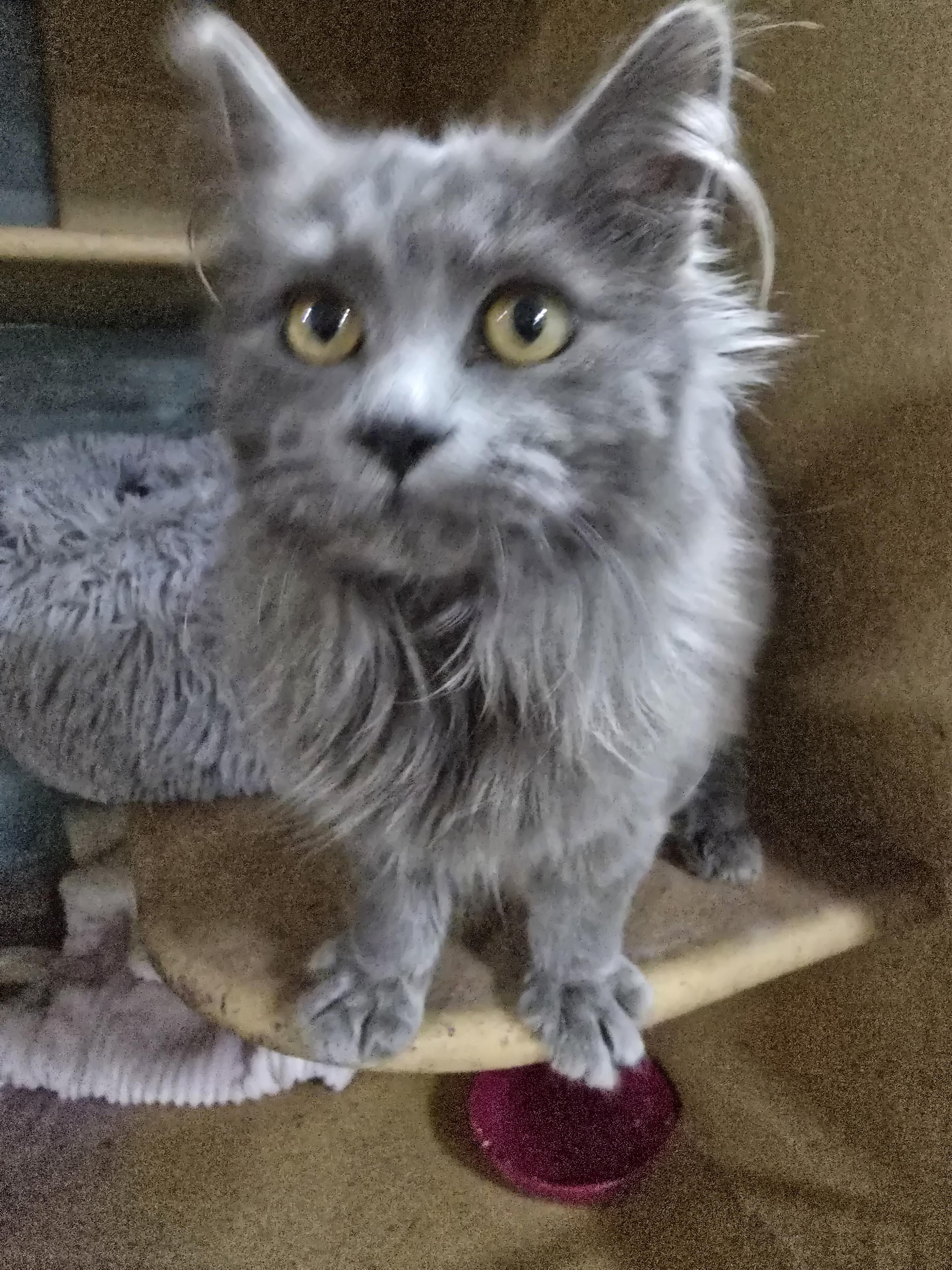 Enlarge Lulu, an adopted Domestic Long Hair in Arlington, WA image 1/2