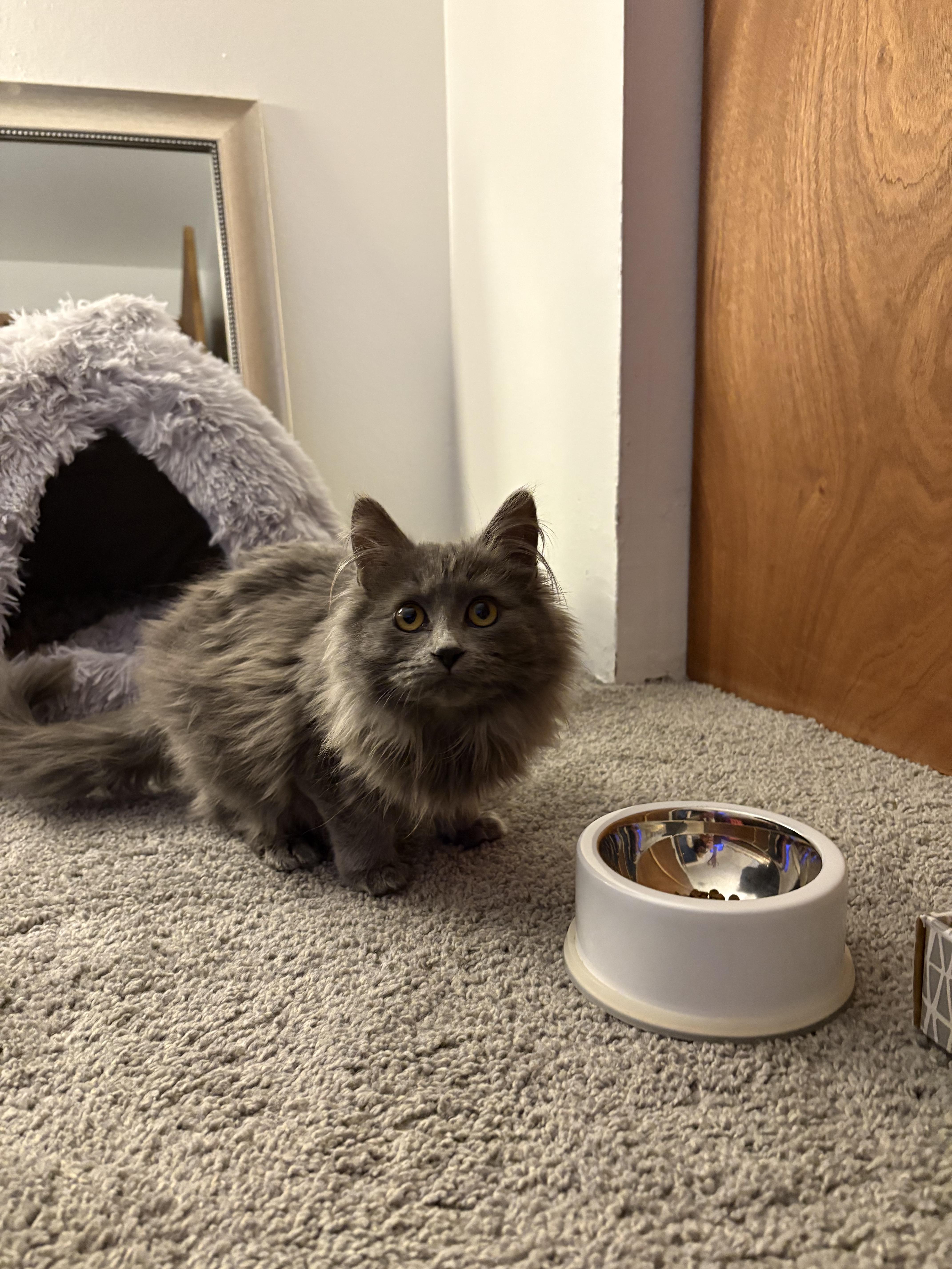 Enlarge Lulu, an adopted Domestic Long Hair in Arlington, WA image 2/2