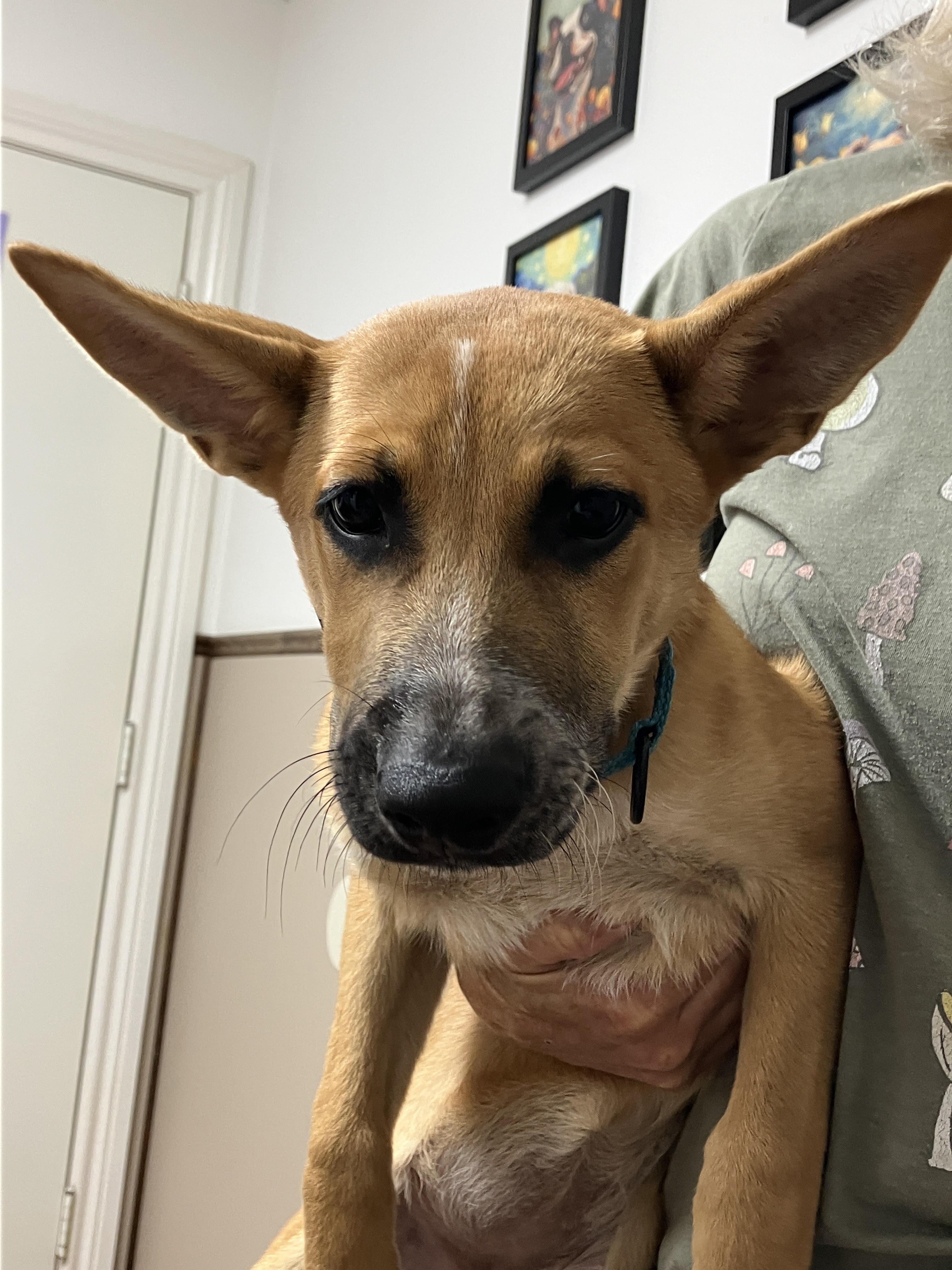 DARLA-Darling Dog, Adoptable, Young Female Belgian Shepherd / Malinois & Mixed Breed.