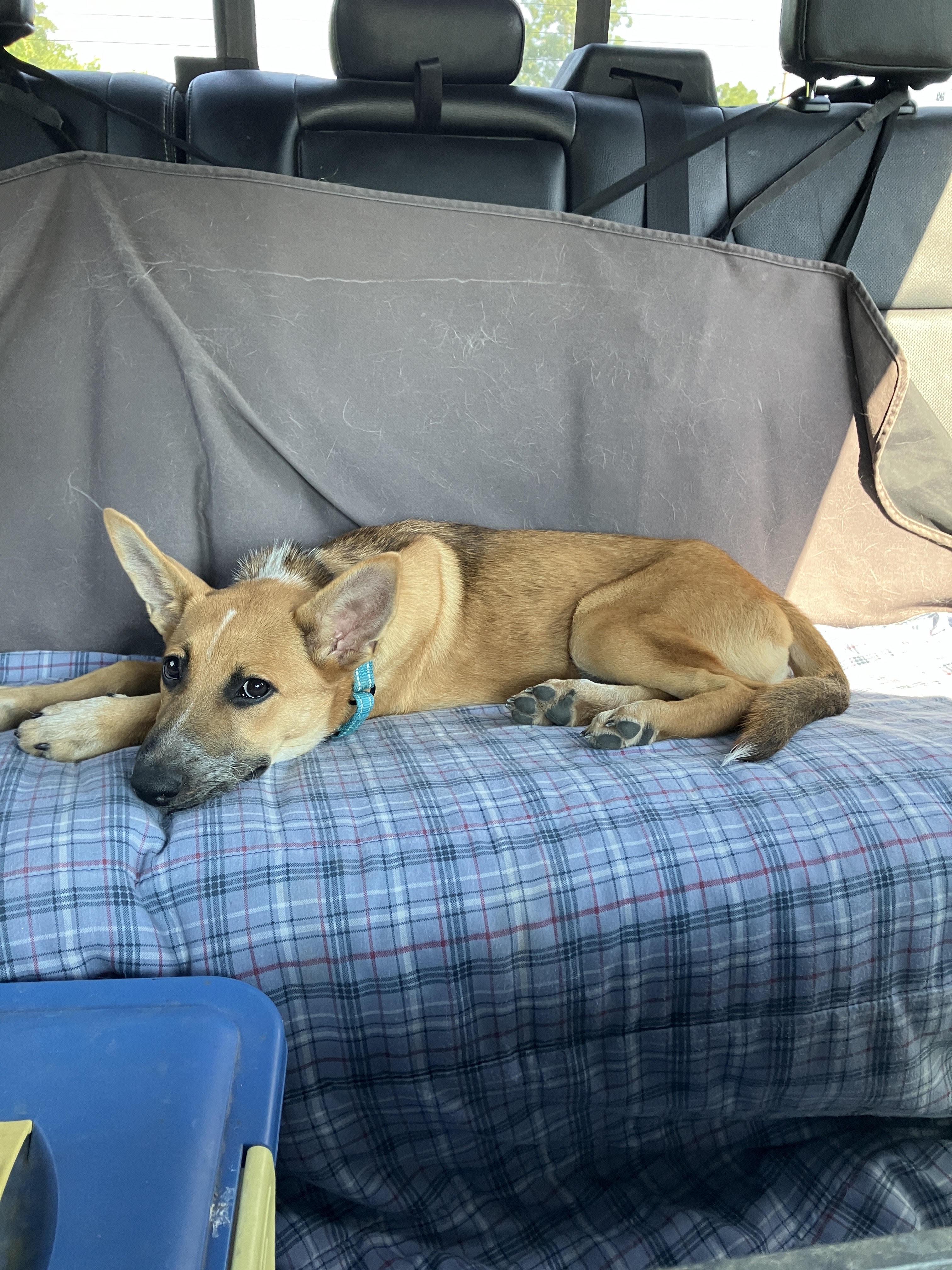 Enlarge DARLA-Darling Dog, a Adoptable mixed breed in South Hadley, MA image 3/6