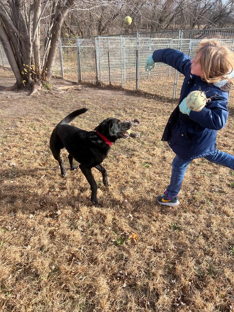 Jake, Adoptable, Adult Male Labrador Retriever.
