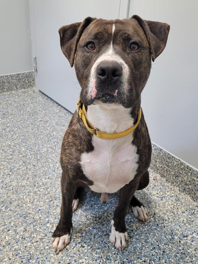 Timber, a Adoptable mixed breed in Angola, IN image 2/6
