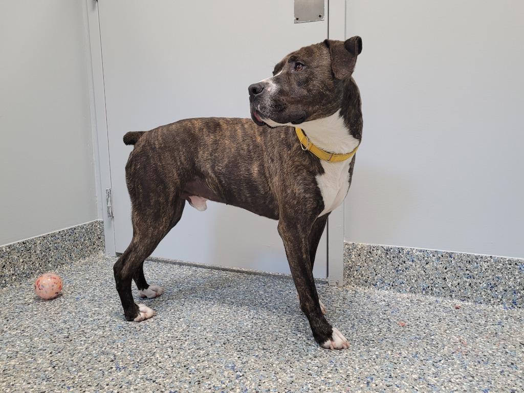 Timber, a Adoptable mixed breed in Angola, IN image 3/6