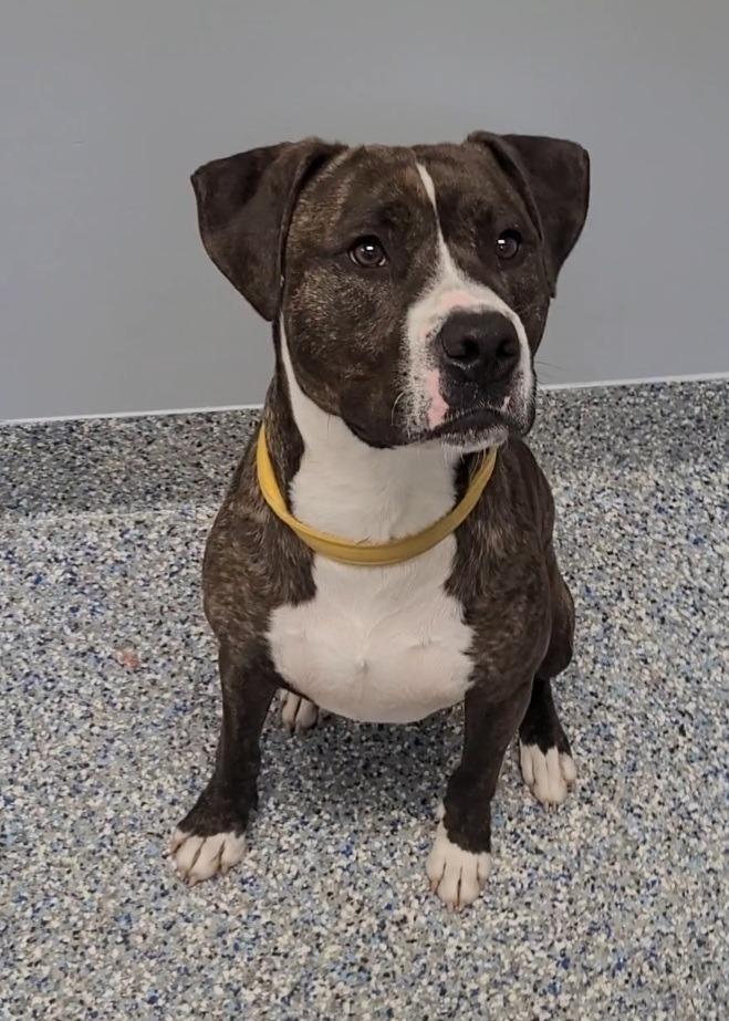 Timber, a Adoptable mixed breed in Angola, IN image 5/6