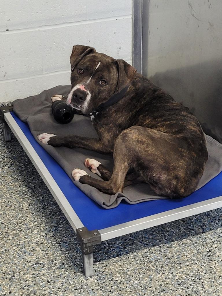 Timber, a Adoptable mixed breed in Angola, IN image 6/6