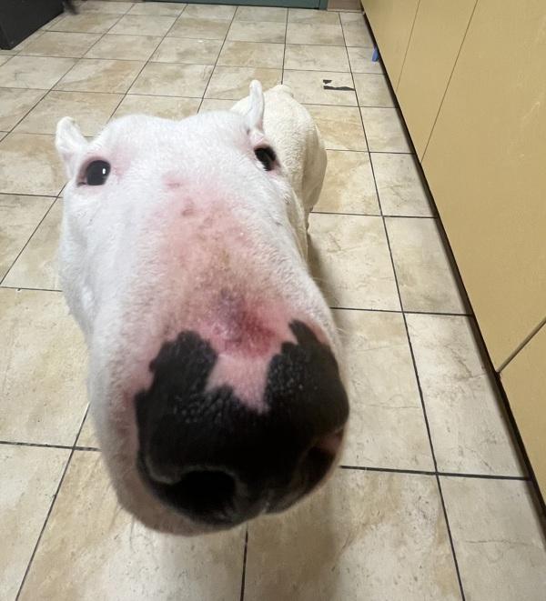 Enlarge Barbara Barbington Aka Barbie (mcas), a Adoptable mixed breed in Troutdale, OR image 1/4