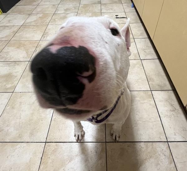 Enlarge Barbara Barbington Aka Barbie (mcas), a Adoptable mixed breed in Troutdale, OR image 2/4