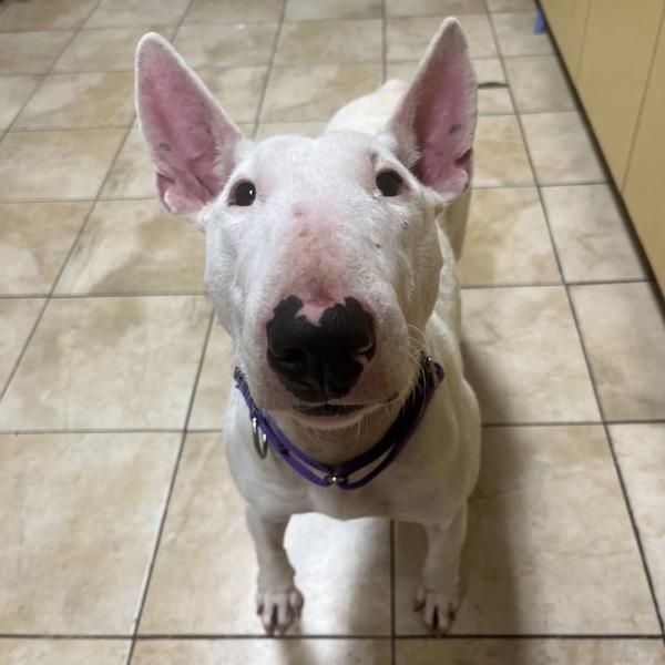 Enlarge Barbara Barbington Aka Barbie (mcas), a Adoptable mixed breed in Troutdale, OR image 3/4